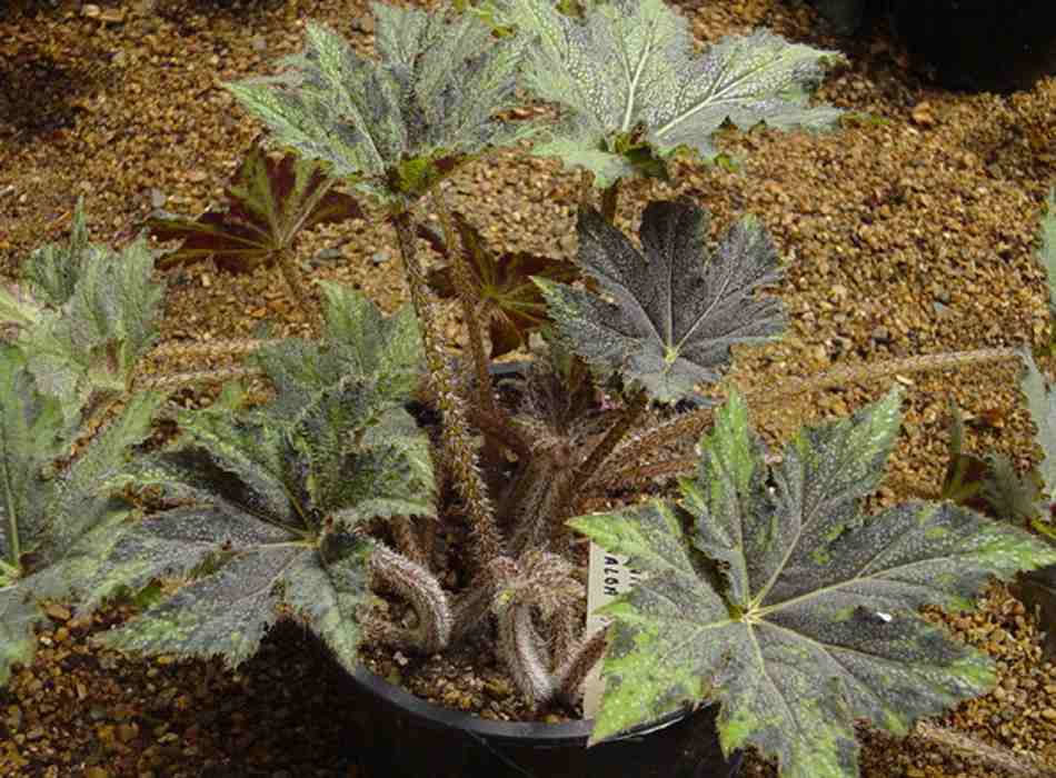 B. ‘Pialba Star’